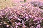 Foto erica_carnea_ii_d_1781105532.jpg
