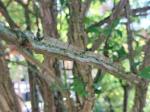 Foto euonymus_alatus_d1_protivin_1781105842.jpg
