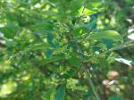 Foto euonymus_alatus_d2_protivin_1781105995.jpg