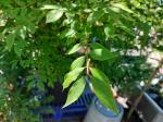 Foto euonymus_alatus_d3_protivin_1781105866.jpg