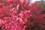 Foto euonymus_alatus_d_1781105808.jpg
