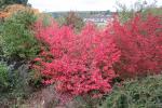 Foto euonymus_alatus_h_1781105896.jpg