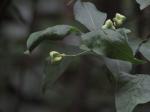 Foto euonymus_europaeus_1719325634.jpg