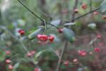 Foto euonymus_europaeus_d_1781106164.jpg