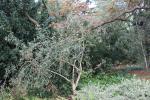 Foto euonymus_europaeus_h_1781106127.jpg