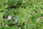 Foto euonymus_fortunei_d_1781106309.jpg