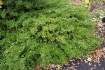 Foto euonymus_fortunei_h_1781106327.jpg