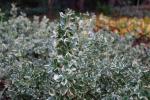 Foto euonymus_fortunei_variegata_d_1781106244.jpg