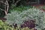 Foto euonymus_fortunei_variegata_h_1781106266.jpg