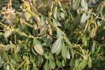 Foto euonymus_japonicus_d_1781106456.jpg