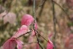 Foto euonymus_verrucosus_d2_1781106569.jpg