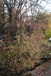 Foto euonymus_verrucosus_h_1781106594.jpg