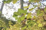 Foto exochorda_racemosa_d_1781106786.jpg