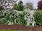 Foto exochorda_racemosa_h_libosad_1781106826.jpg