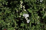 Foto exochorda_racemosa_ii_d_1781106862.jpg