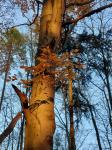 Foto fagus_sylvatica_d_les_u_utesova_1781107372.jpg