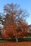Foto fagus_sylvatica_h_1781107399.jpg