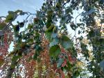 Foto fagus_sylvatica_pendula_d_1781107157.jpg