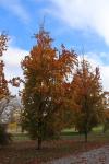 Foto fagus_sylvatica_´dawyck´_h_1781107282.jpg