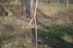 Foto fagus_sylvatica_´pendula´_d_1781107100.jpg