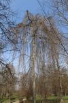 Foto fagus_sylvatica_´pendula´_h_1781107132.jpg