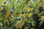 Foto ficus_carica_d_1781107730.jpg