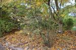 Foto ficus_carica_h_1781107752.jpg