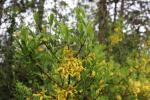 Foto forsythia_intermedia_d1_1781108185.jpg