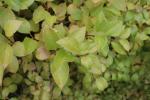 Foto forsythia_intermedia_d_1781108097.jpg