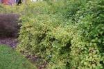 Foto forsythia_intermedia_h_1781108124.jpg