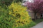 Foto forsythia_intermedia_ii_h_1781108222.jpg
