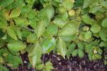 Foto forsythia_ovata_d_1781108489.jpg