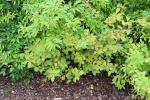 Foto forsythia_ovata_h_1781108506.jpg