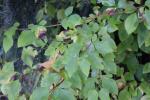 Foto forsythia_suspensa_d_1781108582.jpg