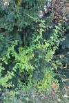 Foto forsythia_suspensa_h_1781108600.jpg