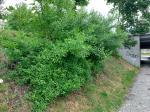 Foto forsythia_viridissima_d_parku_cd_strakonice_h_1781108763.jpg