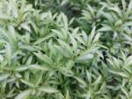 Foto forsythia_viridissima_´bronxensis´_d_libosad_1781108652.jpg
