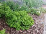 Foto forsythia_viridissima_´bronxensis´_h_libosad_1781108675.jpg