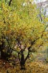 Foto frangula_alnus_h_1781108834.jpg