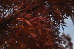 Foto fraxinus_angustifolia,_2017-10-12,_praha-lhotka,_st_kasparova,_dsc_1359j_1515534748.jpg
