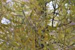 Foto fraxinus_angustifolia_d_1781108922.jpg