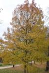 Foto fraxinus_angustifolia_h_1781108943.jpg