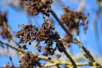 Foto fraxinus_excelsior_d2_malovice_1781110259.jpg