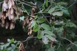 Foto fraxinus_excelsior_d_1781110222.jpg