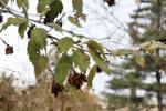 Foto fraxinus_excelsior_diversifolia_d2_1781109294.jpg