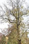 Foto fraxinus_excelsior_diversifolia_h_1781109144.jpg
