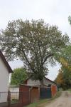 Foto fraxinus_excelsior_h_1781110282.jpg