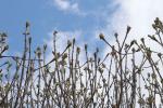 Foto fraxinus_ornus_d1_1781110490.jpg