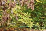 Foto fraxinus_ornus_d_1781110428.jpg