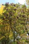 Foto fraxinus_ornus_h_1781110452.jpg